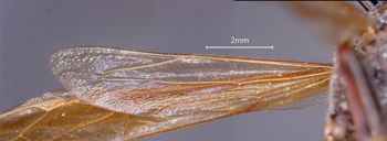 Media type: image;   Entomology 33171 Aspect: Wing hind